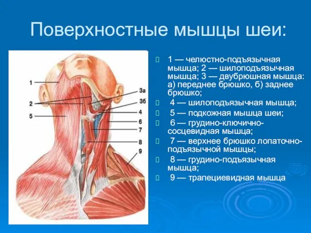 Поверхностные мышцы шеи: 1 — челюстно-подъязычная мышца; 2 — шилоподъязычная мышца;