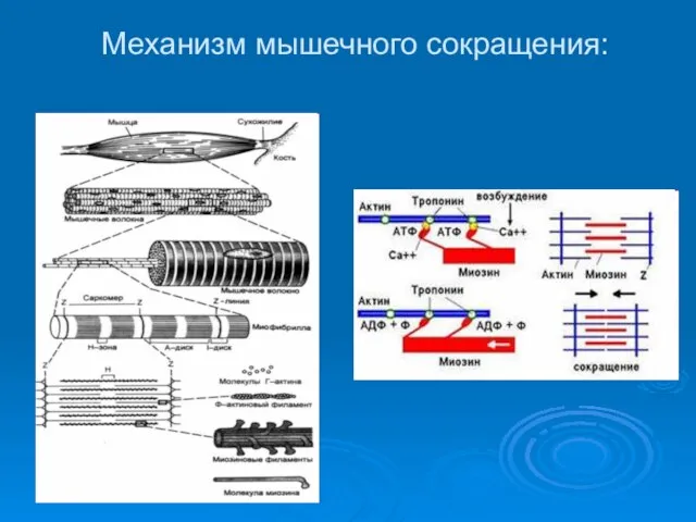 Механизм мышечного сокращения: