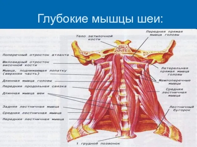 Глубокие мышцы шеи: