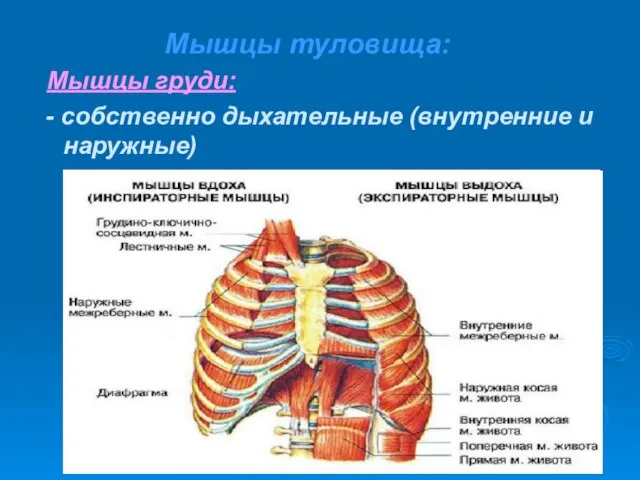 Мышцы туловища: Мышцы груди: - собственно дыхательные (внутренние и наружные)