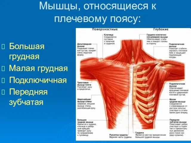 Мышцы, относящиеся к плечевому поясу: Большая грудная Малая грудная Подключичная Передняя зубчатая