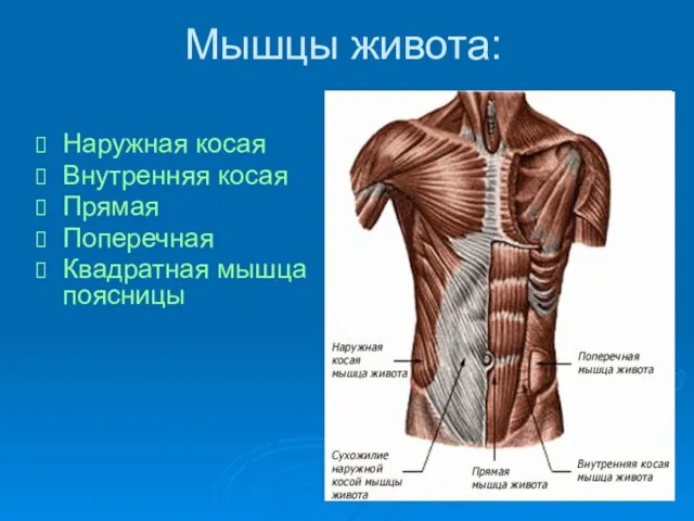 Мышцы живота: Наружная косая Внутренняя косая Прямая Поперечная Квадратная мышца поясницы