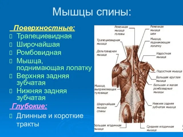 Мышцы спины: Поверхностные: Трапециевидная Широчайшая Ромбовидная Мышца, поднимающая лопатку Верхняя задняя