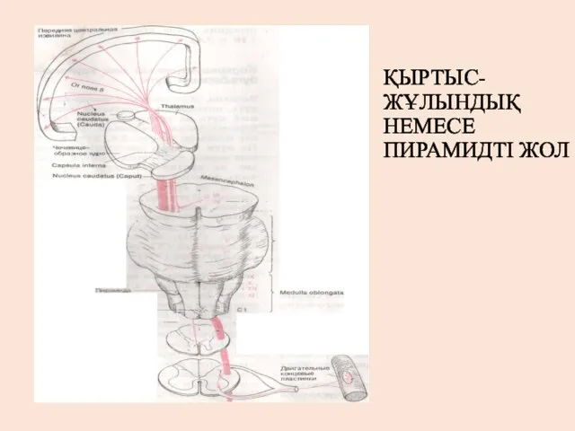 ҚЫРТЫС-ЖҰЛЫНДЫҚ НЕМЕСЕ ПИРАМИДТІ ЖОЛ