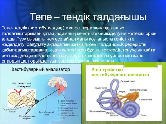 Тепе – теңдік талдағышы Тепе- теңдік (вистибулярдық ) мүшесі, көру және