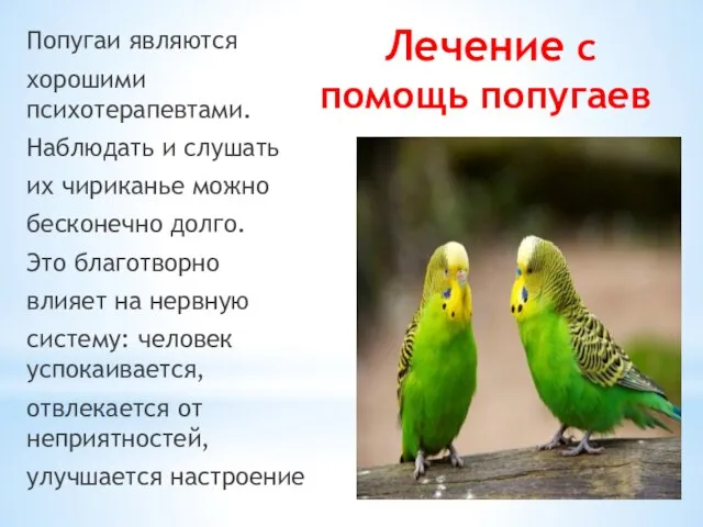 Лечение с помощь попугаев Попугаи являются хорошими психотерапевтами. Наблюдать и слушать