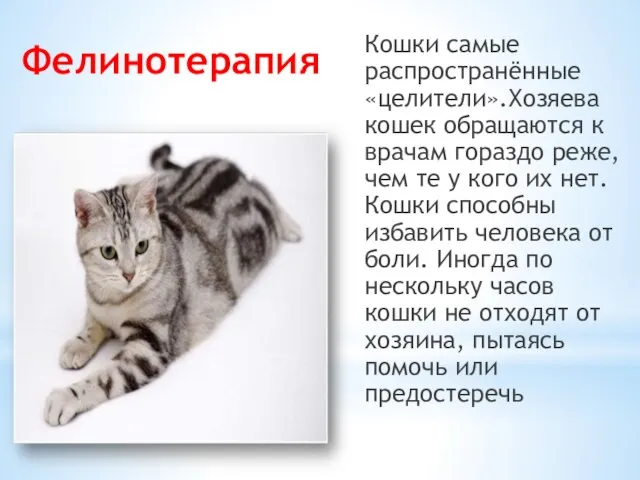 Фелинотерапия Кошки самые распространённые «целители».Хозяева кошек обращаются к врачам гораздо реже,чем