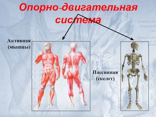Опорно-двигательная система Активная (мышцы) Пассивная (скелет)