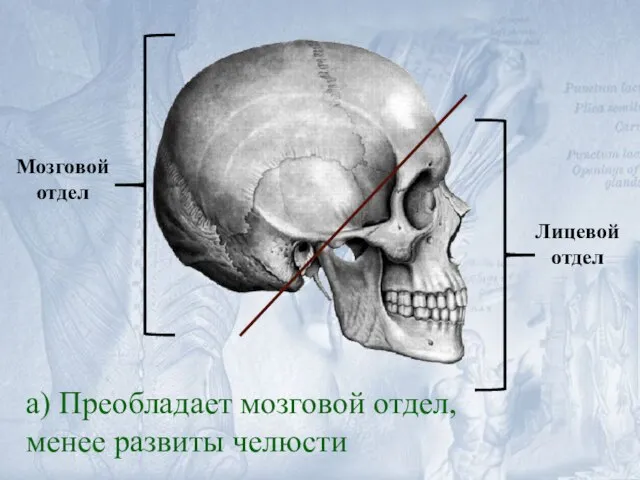 а) Преобладает мозговой отдел, менее развиты челюсти Лицевой отдел Мозговой отдел