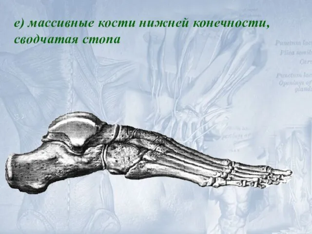 е) массивные кости нижней конечности, сводчатая стопа