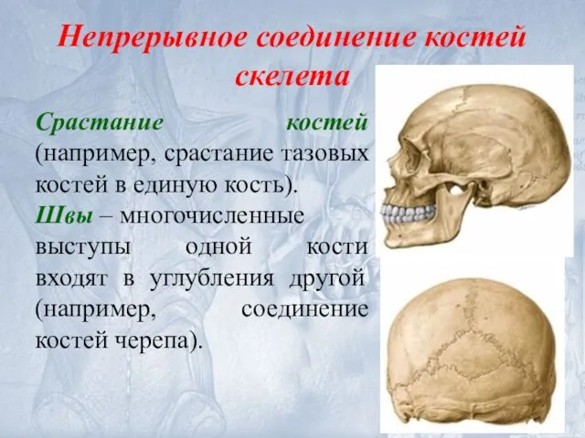 Непрерывное соединение костей скелета Срастание костей (например, срастание тазовых костей в