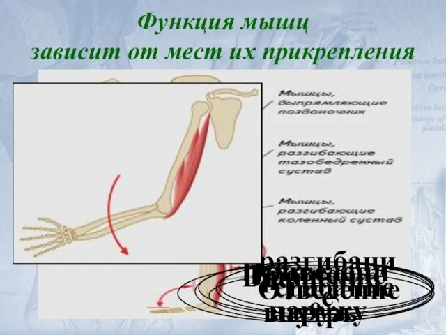 Приведение Вращение наружу Отведение Вращение внутрь сгибание разгибание Функция мышц зависит от мест их прикрепления