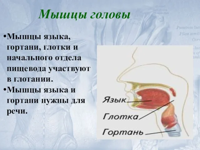 Мышцы языка, гортани, глотки и начального отдела пищевода участвуют в глотании.