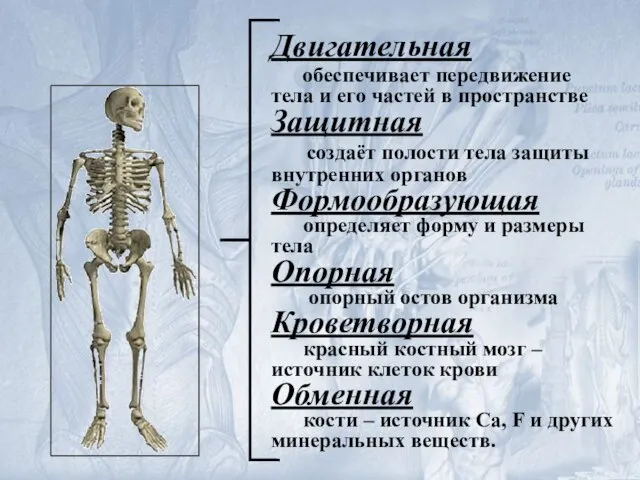 Двигательная обеспечивает передвижение тела и его частей в пространстве Защитная создаёт