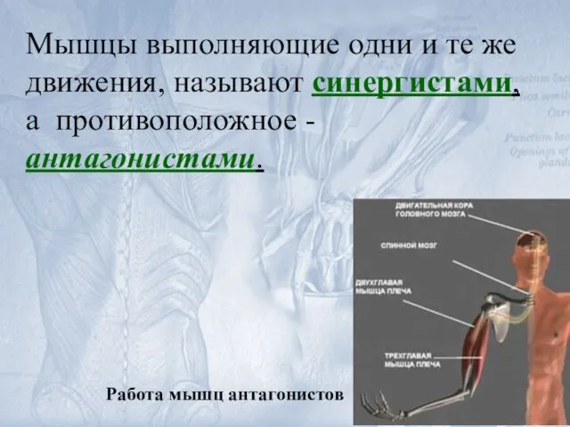 Работа мышц антагонистов Мышцы выполняющие одни и те же движения, называют синергистами, а противоположное - антагонистами.