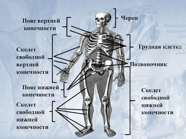 Пояс верхней конечности Скелет свободной верхней конечности Череп Грудная клетка Позвоночник