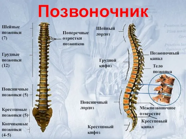 Шейные позвонки (7) Грудные позвонки (12) Поясничные позвонки (5) Крестцовые позвонки