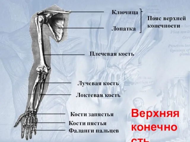 Ключица Лопатка Плечевая кость Локтевая кость Лучевая кость Кости запястья Фаланги