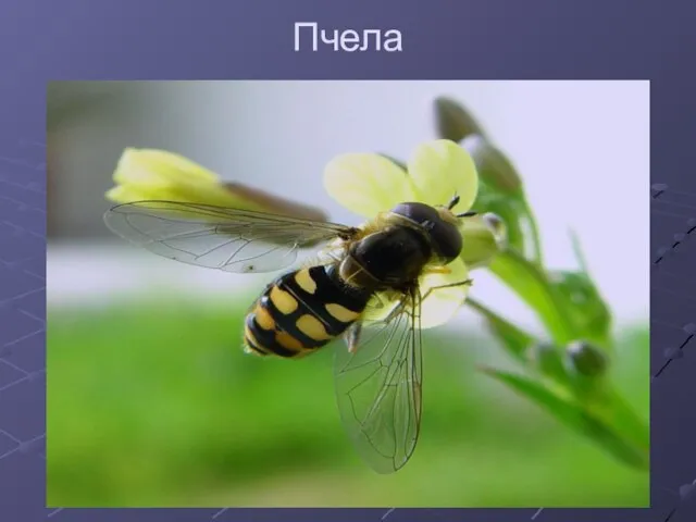 Пчела