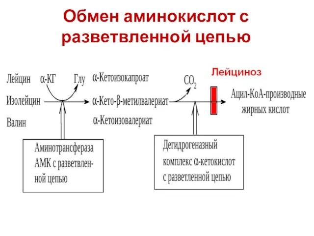 Обмен аминокислот с разветвленной цепью