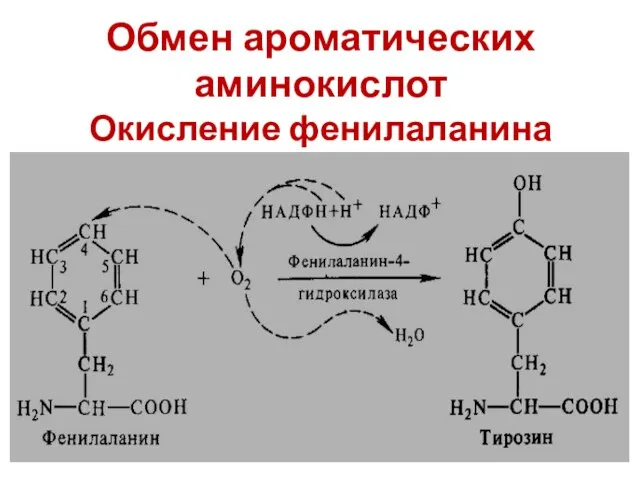 Обмен ароматических аминокислот Окисление фенилаланина