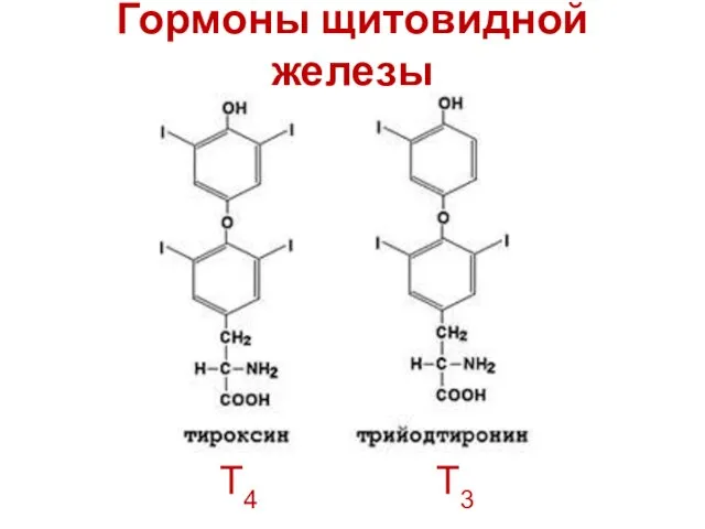 Гормоны щитовидной железы Т4 Т3