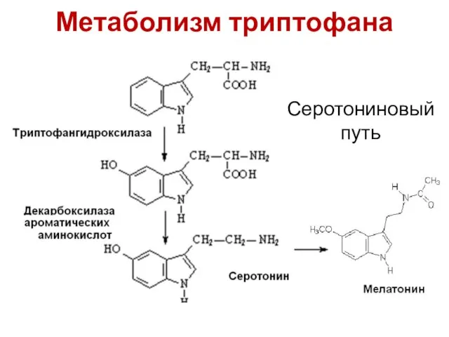 Метаболизм триптофана Серотониновый путь