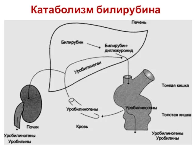 Катаболизм билирубина