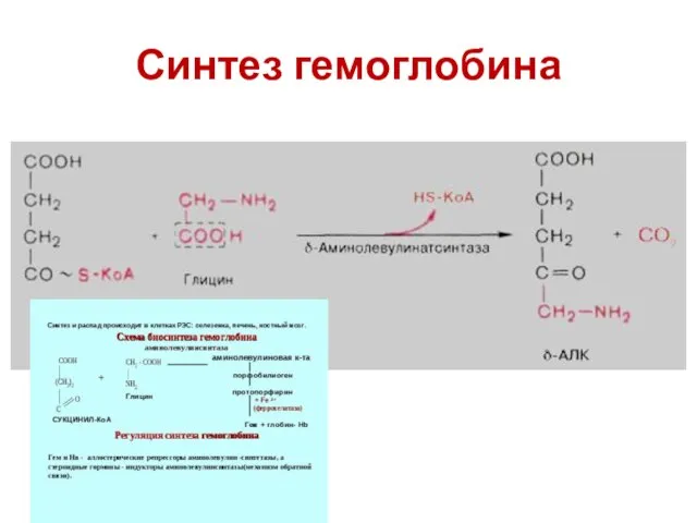 Синтез гемоглобина