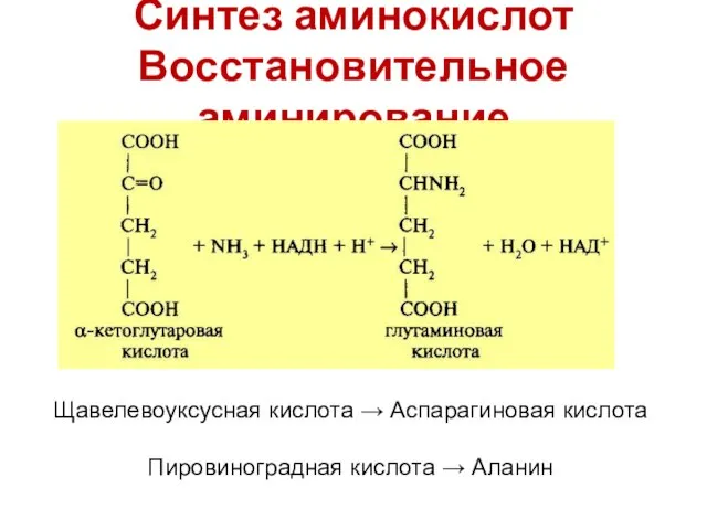 Синтез аминокислот Восстановительное аминирование Щавелевоуксусная кислота → Аспарагиновая кислота Пировиноградная кислота → Аланин