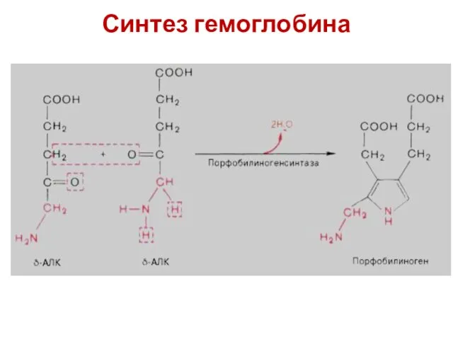 Синтез гемоглобина