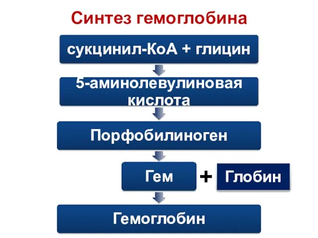 Синтез гемоглобина +