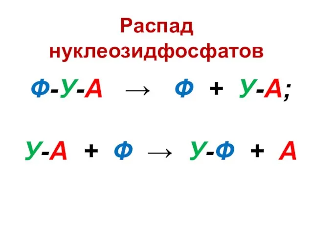 Распад нуклеозидфосфатов Ф-У-А → Ф + У-А; У-А + Ф → У-Ф + А