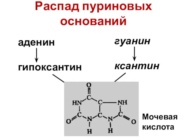 Распад пуриновых оснований аденин гипоксантин гуанин ксантин Мочевая кислота