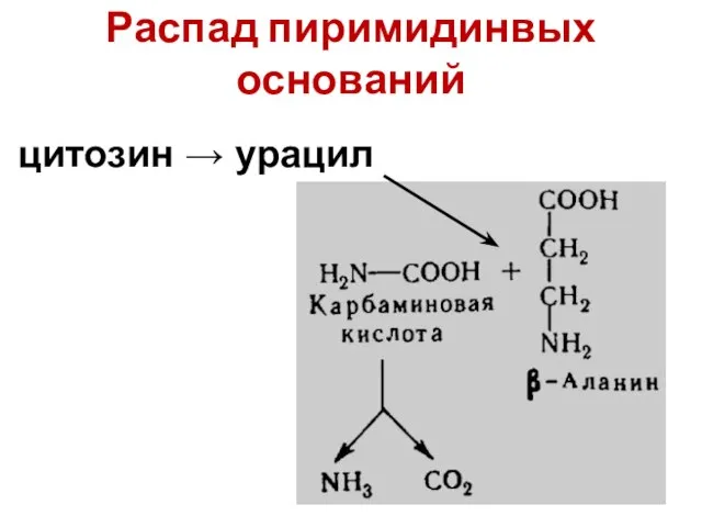 Распад пиримидинвых оснований цитозин → урацил