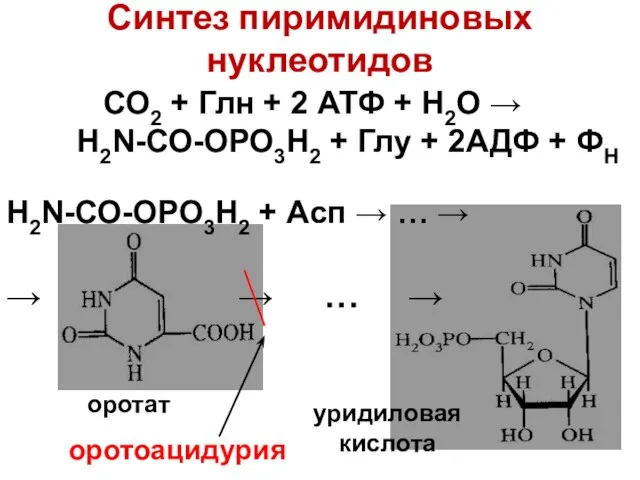 Синтез пиримидиновых нуклеотидов СО2 + Глн + 2 АТФ + Н2О