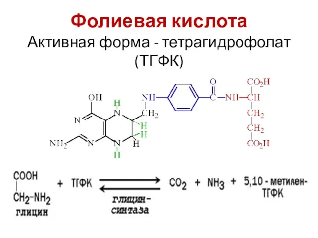 Фолиевая кислота Активная форма - тетрагидрофолат (ТГФК)