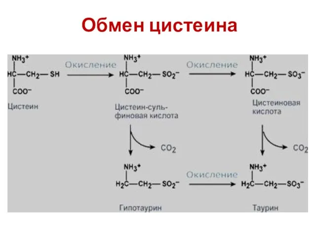 Обмен цистеина