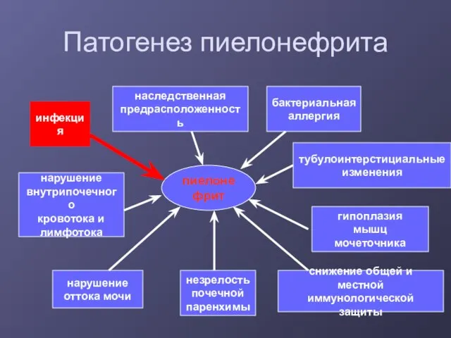 Патогенез пиелонефрита пиелонефрит инфекция нарушение внутрипочечного кровотока и лимфотока незрелость почечной