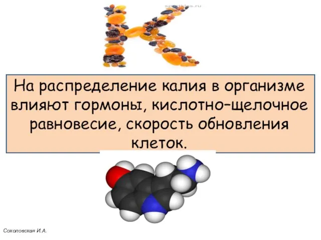 На распределение калия в организме влияют гормоны, кислотно–щелочное равновесие, скорость обновления клеток. Соколовская И.А.