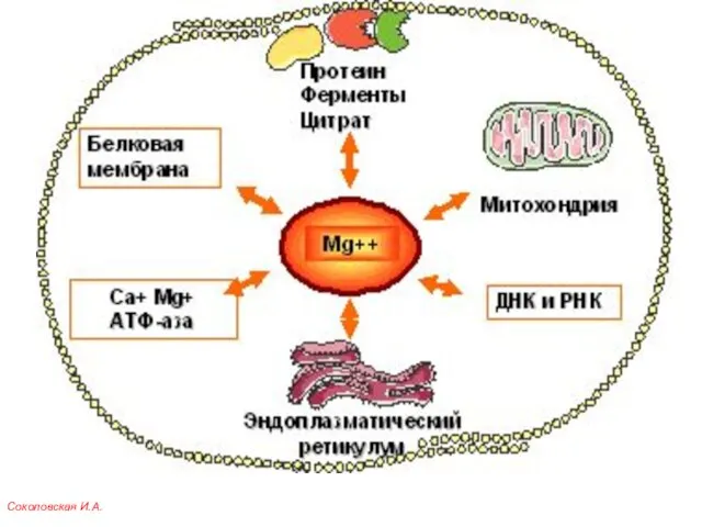Соколовская И.А.