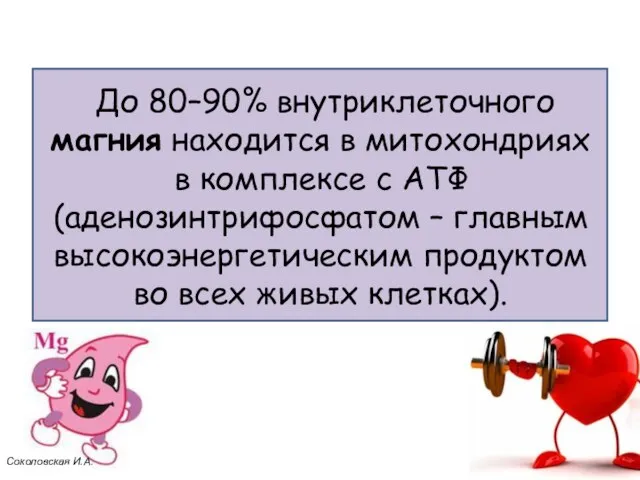 До 80–90% внутриклеточного магния находится в митохондриях в комплексе с АТФ