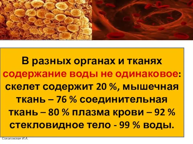 В разных органах и тканях содержание воды не одинаковое: скелет содержит