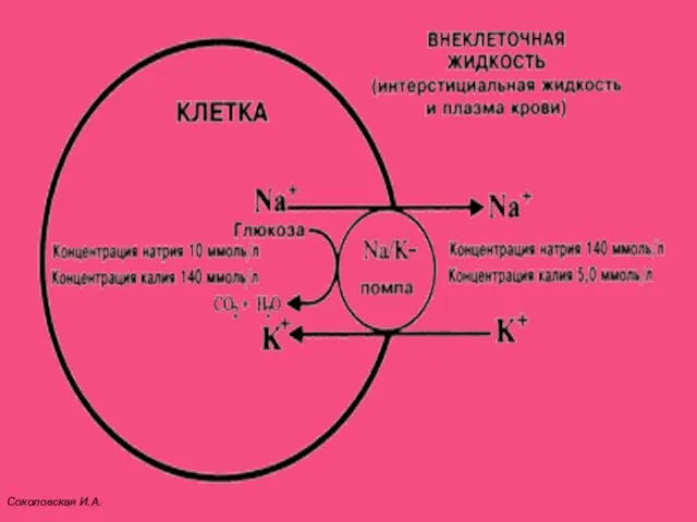 Соколовская И.А.