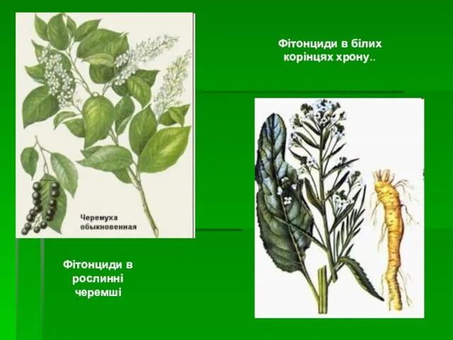 Фітонциди в рослинні черемші Фітонциди в білих корінцях хрону..