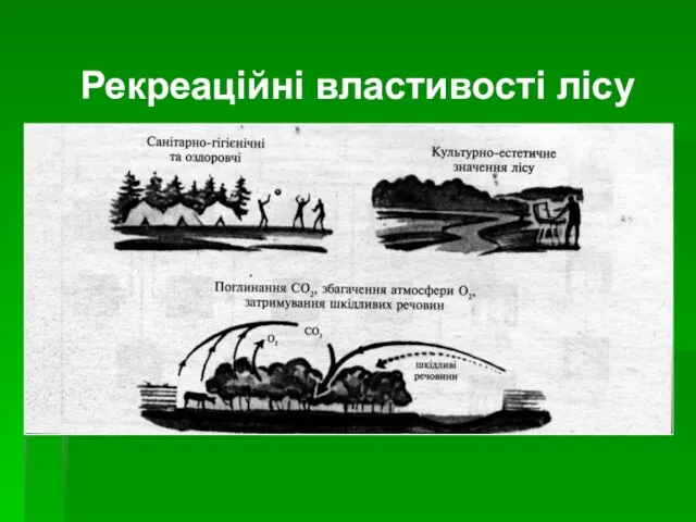 Рекреаційні властивості лісу