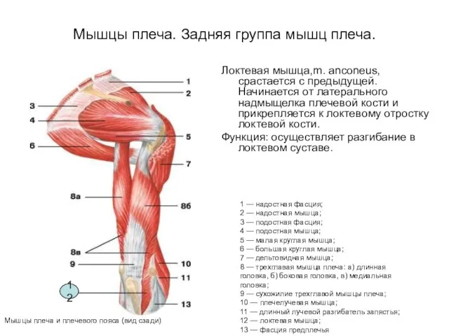 Мышцы плеча. Задняя группа мышц плеча. Локтевая мышца,m. anconeus, срастается с