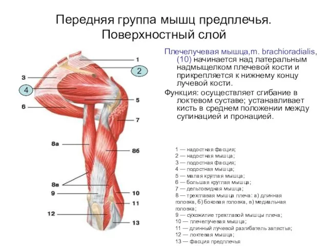 Передняя группа мышц предплечья. Поверхностный слой Плечелучевая мышца,m. brachioradialis, (10) начинается