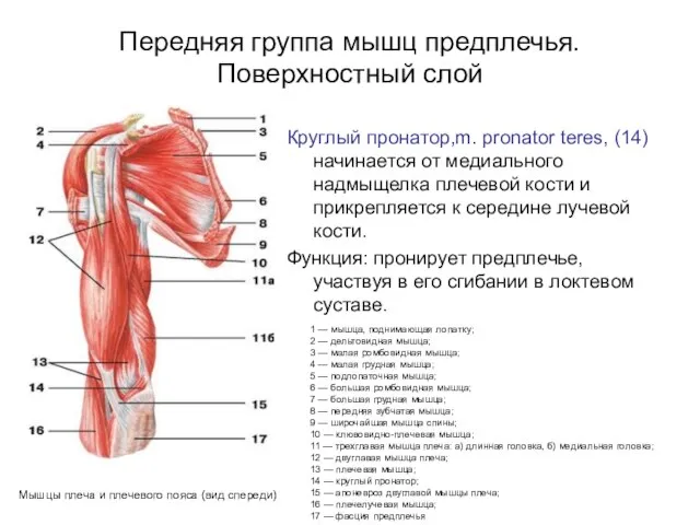 Передняя группа мышц предплечья. Поверхностный слой Круглый пронатор,m. pronator teres, (14)