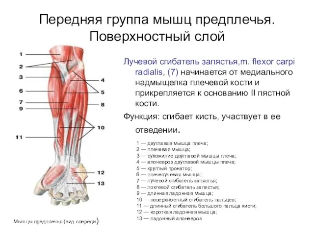 Передняя группа мышц предплечья. Поверхностный слой Лучевой сгибатель запястья,m. flexor carpi